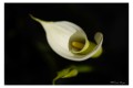 _w0a7802.jpg arum